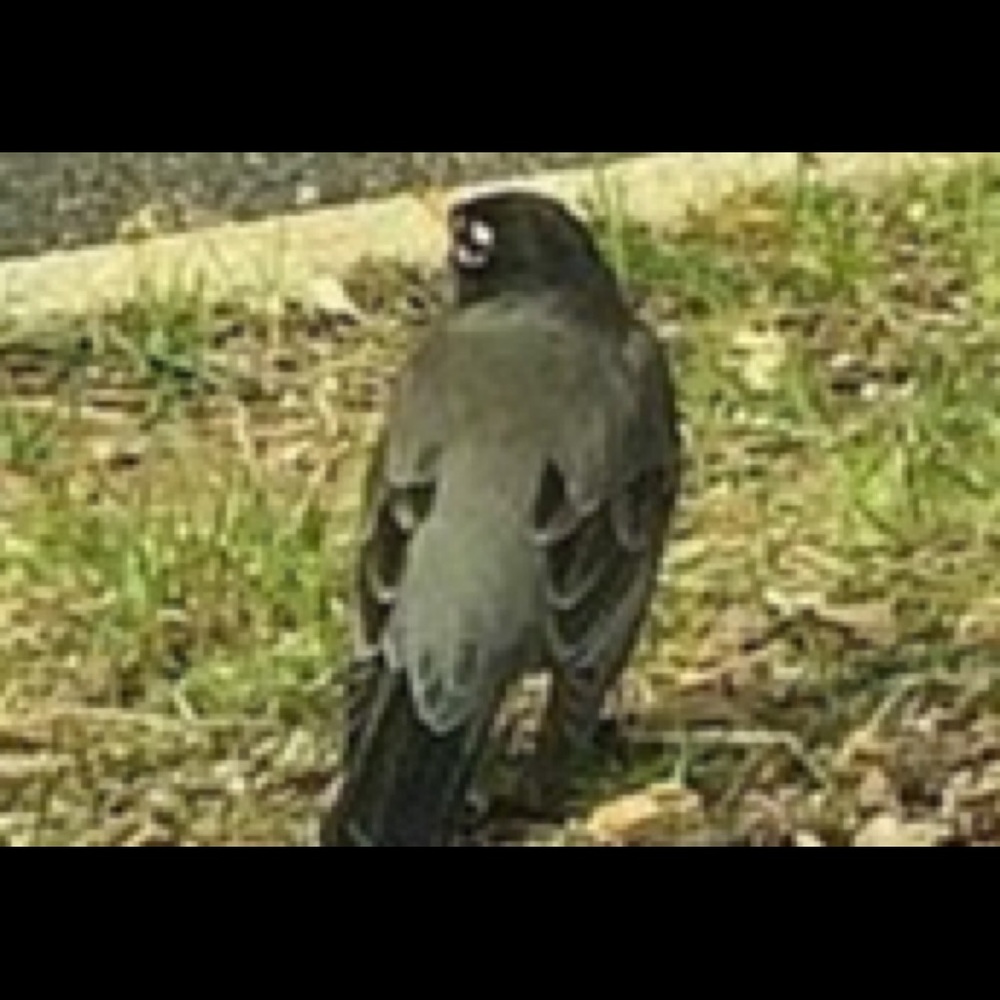 Picture of a Robin!